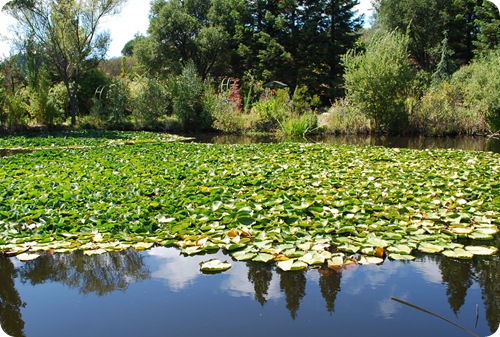 hans fahden lilly pads