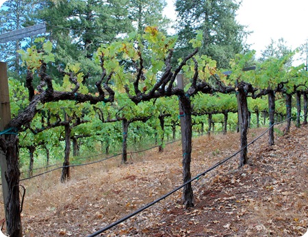 napa vineyards