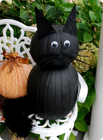 black pumpkin cat
