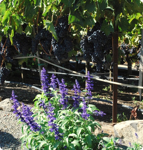 grapes and flowers