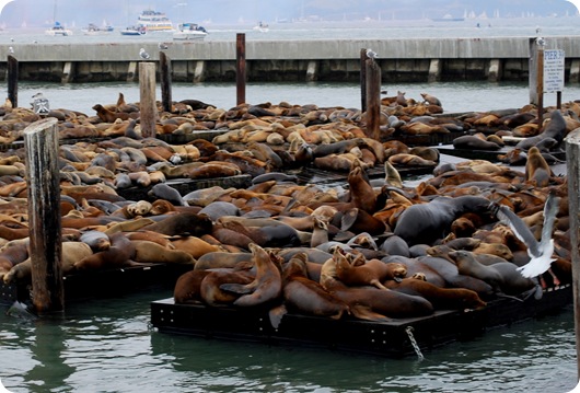 sea lions