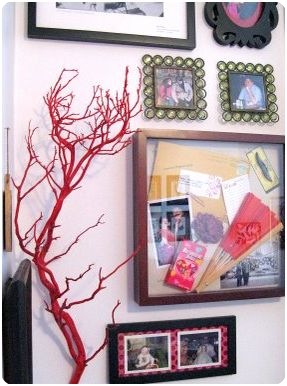 sprout red manzanita