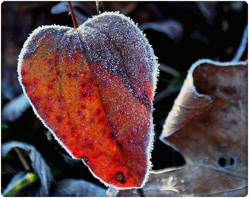 beauty is in the heart