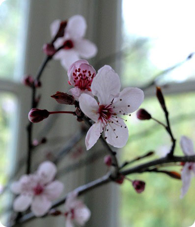 cherry blossoms up close
