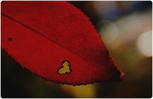 fool plays the heart