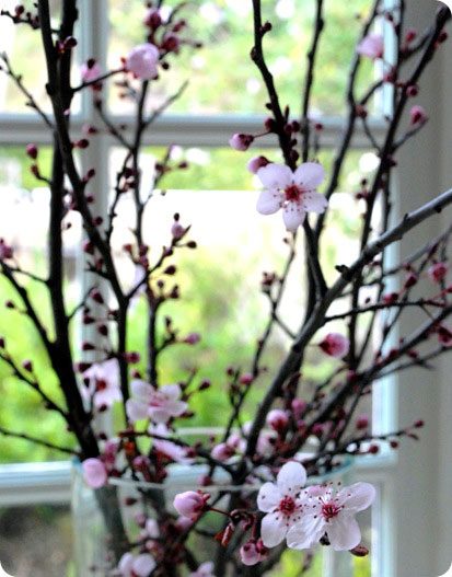 forced cherry blossom branch