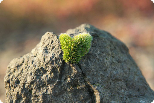 healing love virgin honey