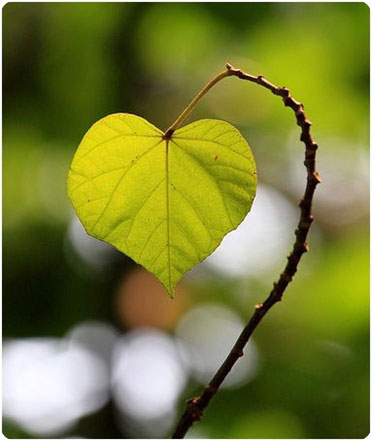leaf heart