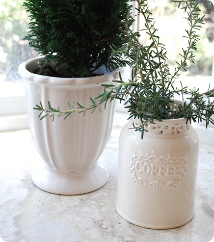 rosemary in goodwill vase