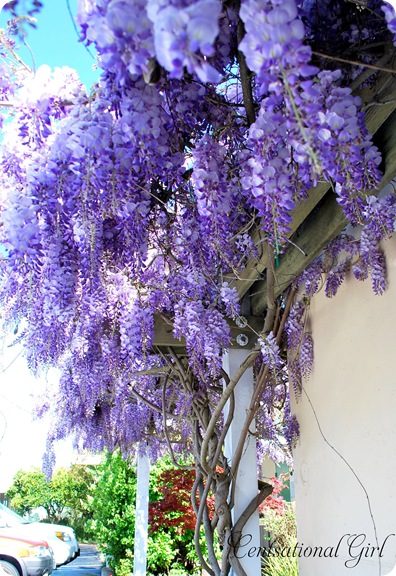 climbing wisteria