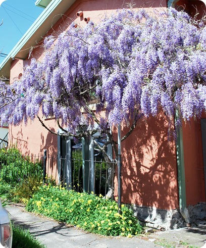 orange house wisteria