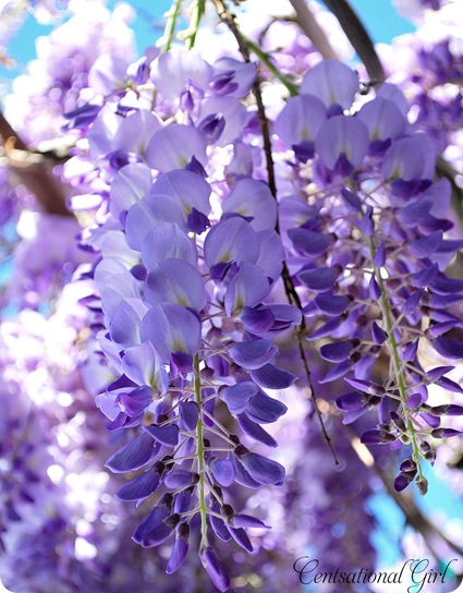 wisteria bloom 2