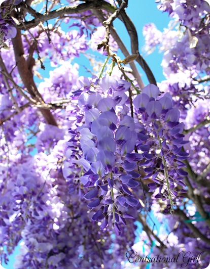 wisteria bloom