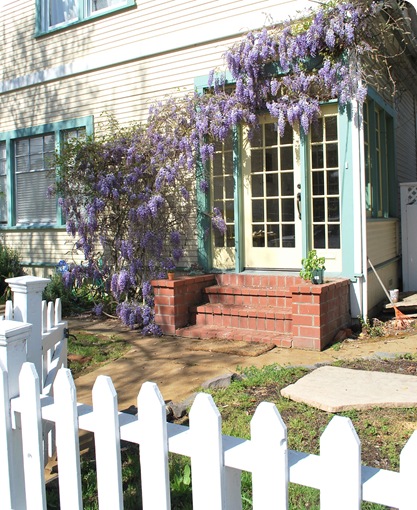 yellow house wisteria