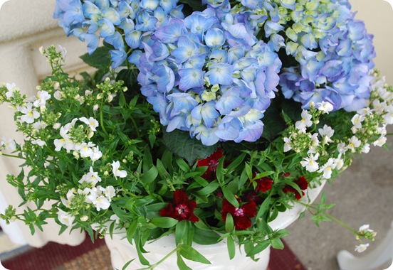 blue hydrangea red dianthus