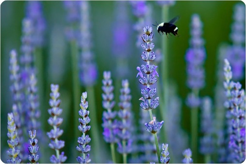 bumble bee on lavender