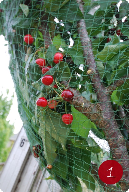 cherries in net 1