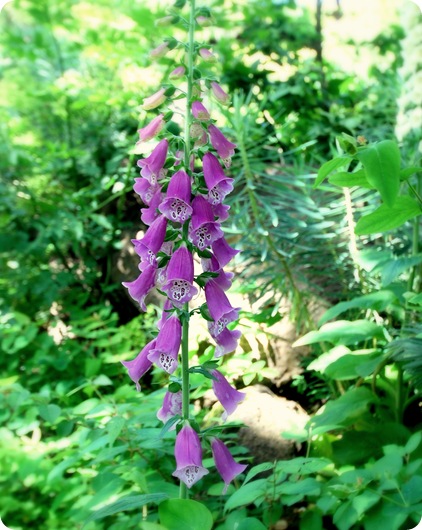 foxgloves