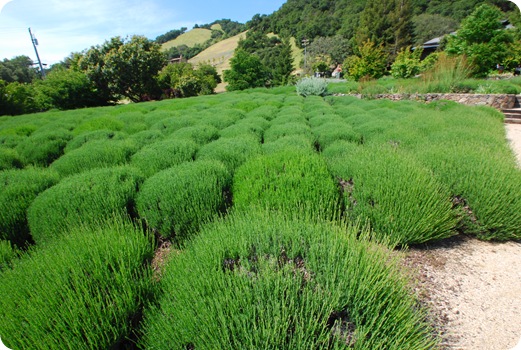 lavender field in may