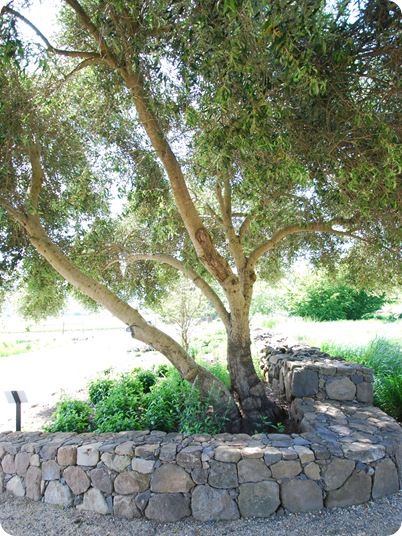 olive tree