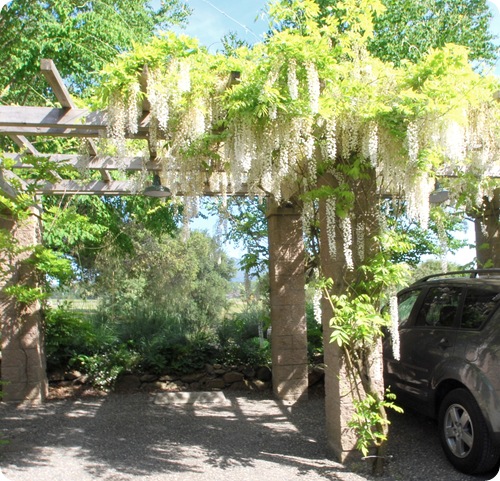 park under wisteria