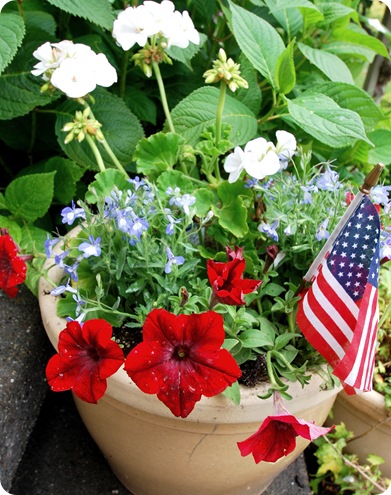 red petunia in pot