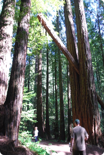 redwoods