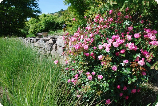 roses and rock wall