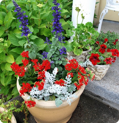 salvia in pot