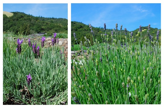 spanish and english lavender