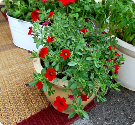 trailing red