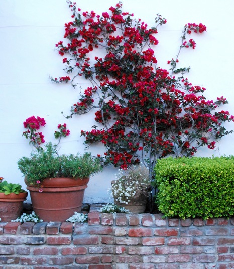 brick wall and bouganvillia