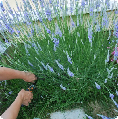 harvest lavender