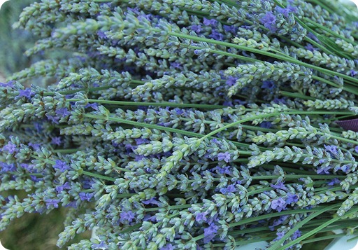 lavender close up