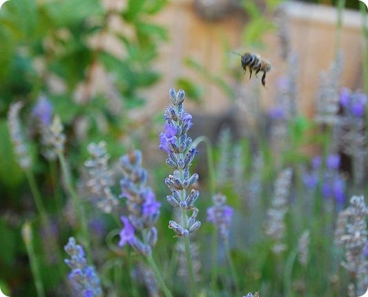lavender plus bee