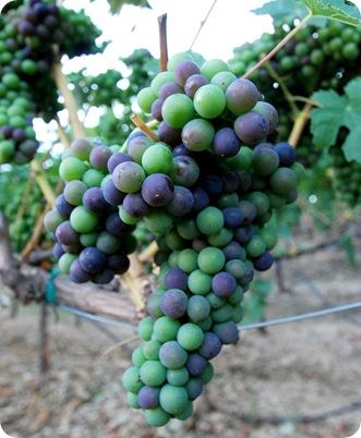 syrah ripening