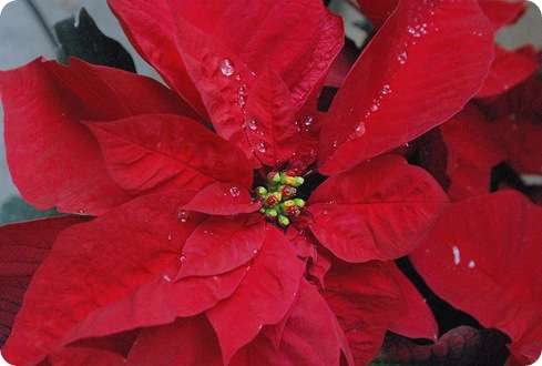 raindrops in red poinsettia