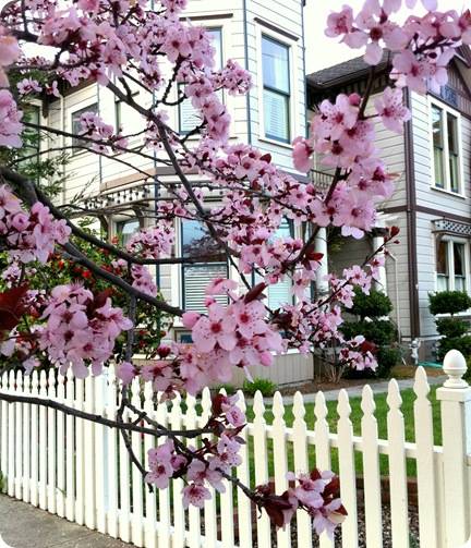 blossoms with house