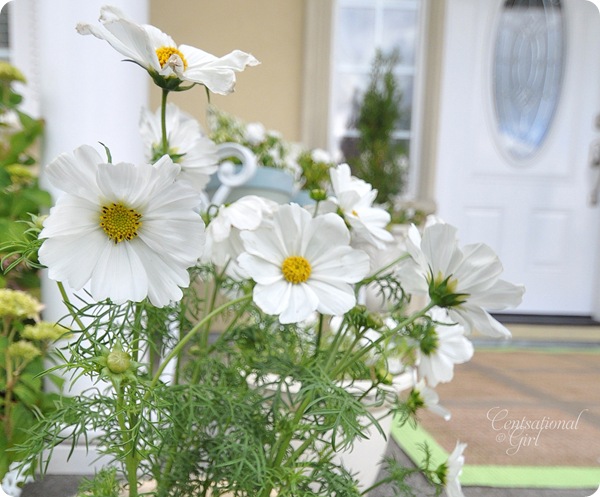 cg white cosmos