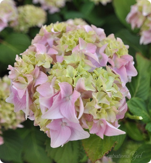 pink hydrangea in bloom