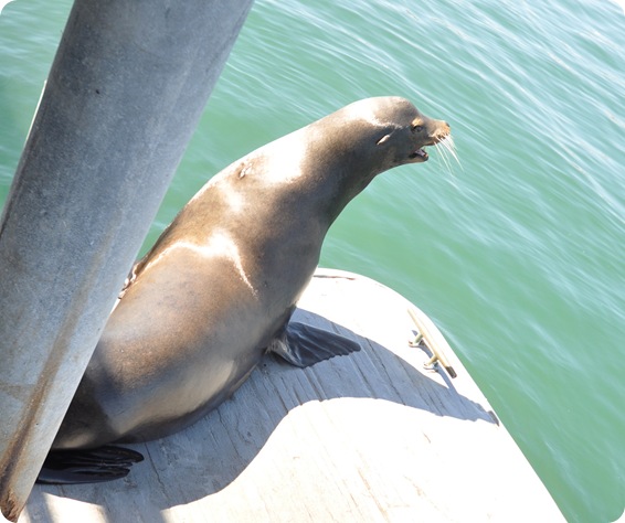 barking sea lion
