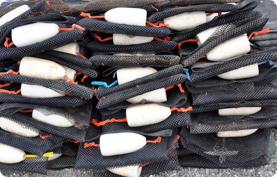 hog island buoy and nets