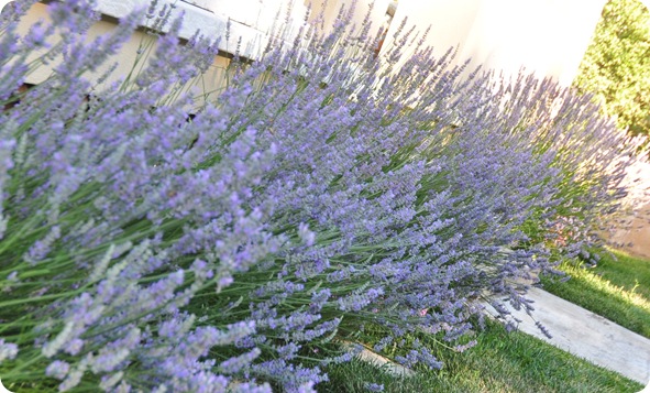 lavender in garden