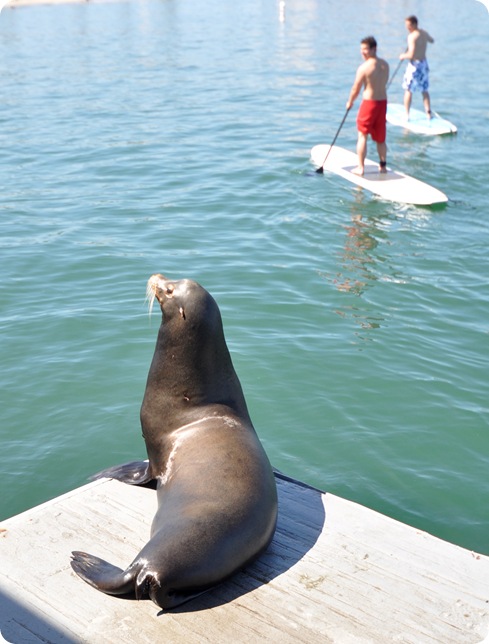 sea lion on dock