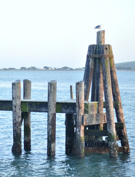 bodega wharf
