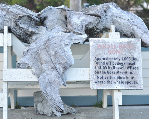 whale head bone 1000 pounds