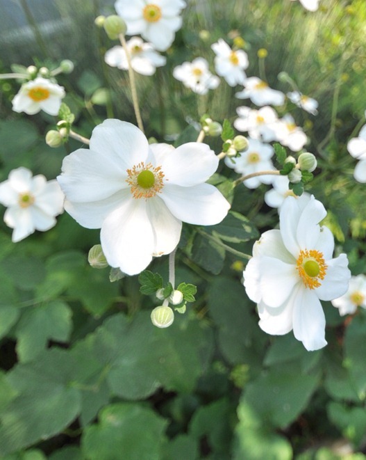 flowers along path