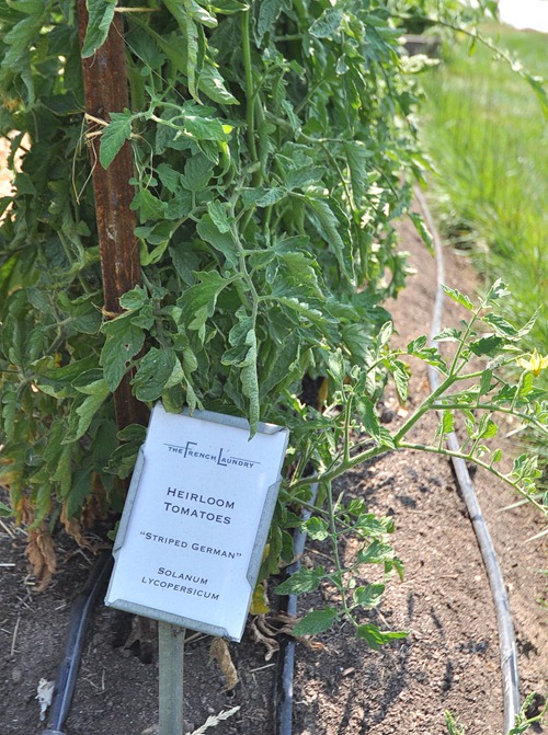 french laundry heirloom tomatoes