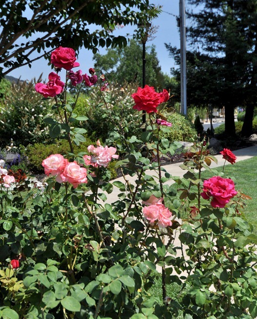 rose lined path