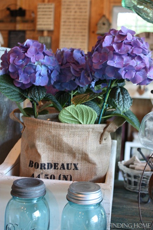 finding home hydrangeas